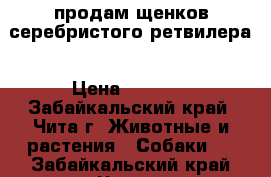 продам щенков серебристого ретвилера › Цена ­ 1 500 - Забайкальский край, Чита г. Животные и растения » Собаки   . Забайкальский край,Чита г.